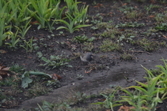 Junco hyemalis cismontanus