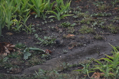 Junco hyemalis cismontanus