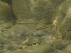 Phoxinus septimaniae