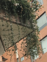 Jasminum grandiflorum