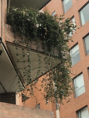 Jasminum grandiflorum