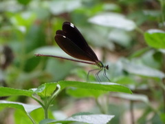 Matrona basilaris