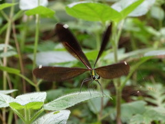 Matrona basilaris