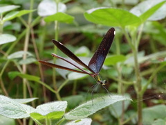 Matrona basilaris
