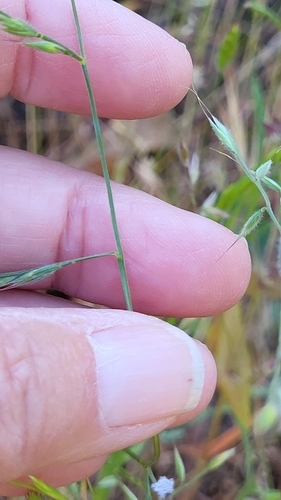 Image of Festuca microstachys by (c) D Defreese, some rights reserved (CC BY)