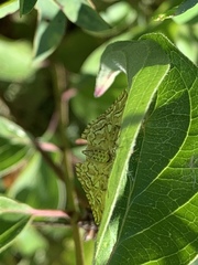 Lygropia rivulalis