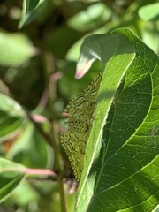 Lygropia rivulalis