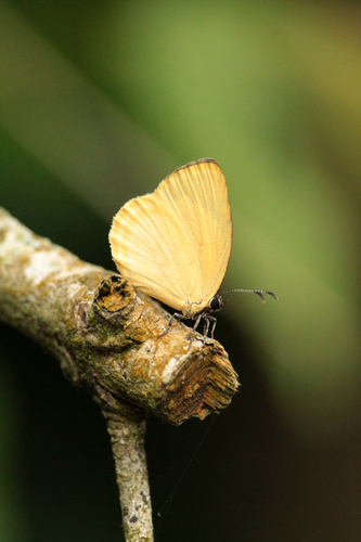 Yellow Liptena