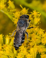 Colletes simulans armatus