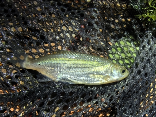 Lined minnow (Metzia lineata) — Cyprinidae — 2