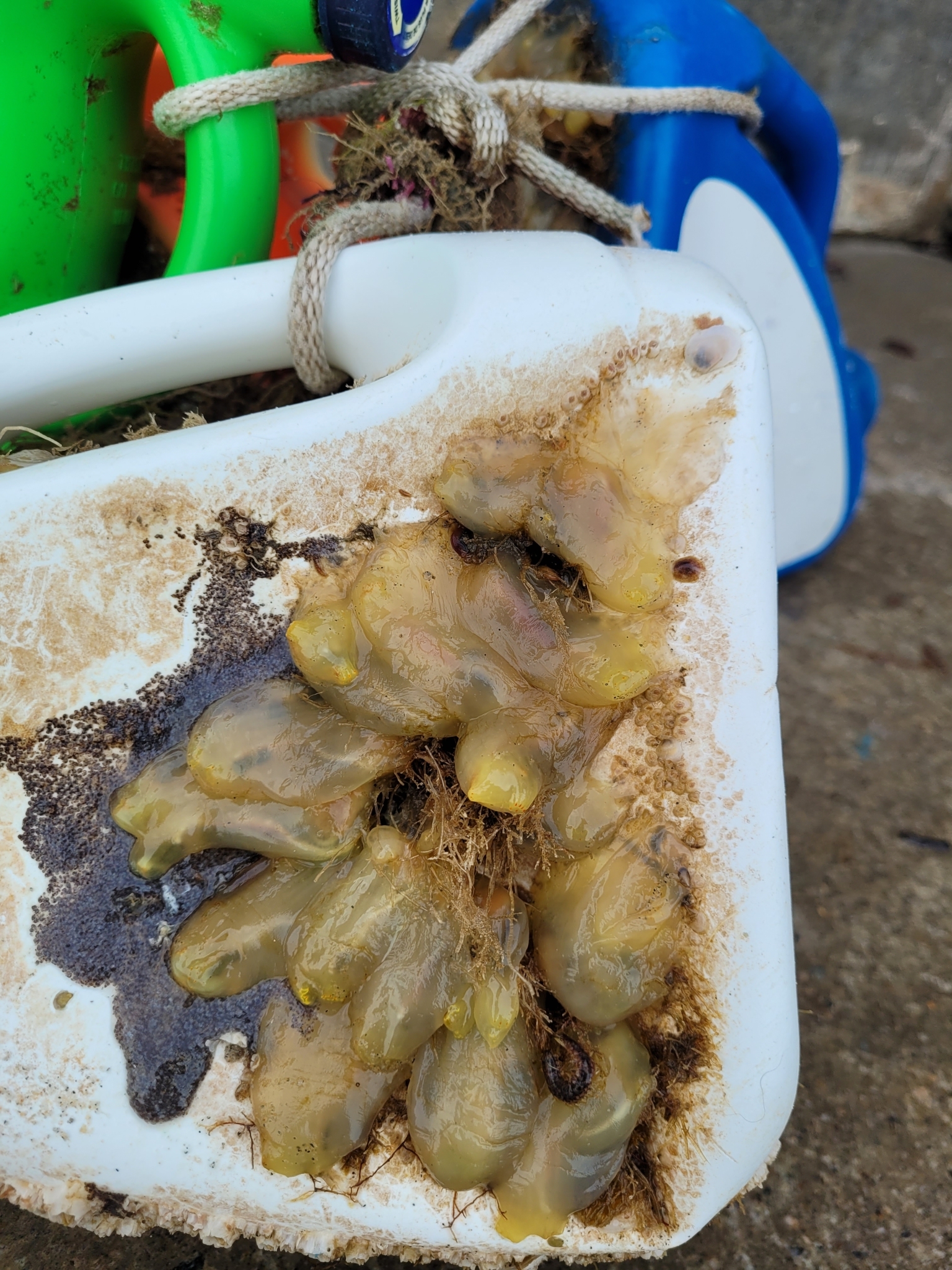Ciona intestinalis (Linnaeus, 1767)