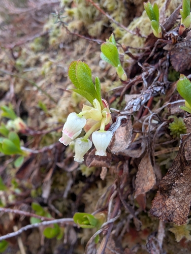 alpine bearberry
