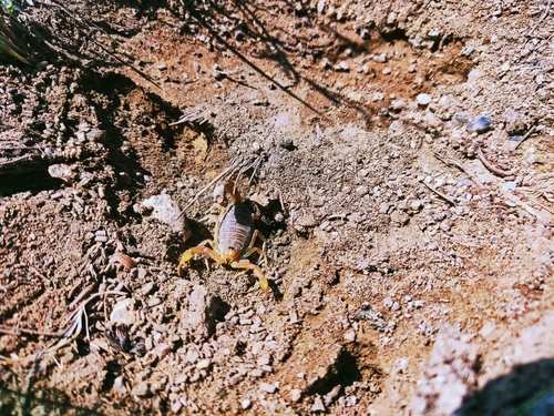 Mesobuthus thersites
