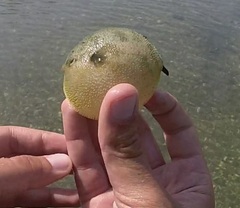 Arothron immaculatus