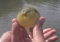 Arothron immaculatus