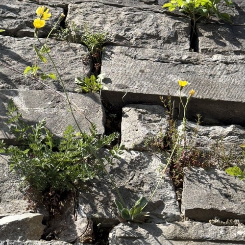 Hieracium glaucinum, photograph 6