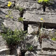 Hieracium glaucinum, photograph (c) Rob Felix, some rights reserved (CC BY)