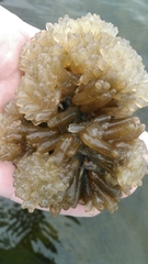 Ecteinascidia turbinata