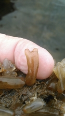 Ecteinascidia turbinata