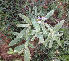 Solanum elaeagnifolium