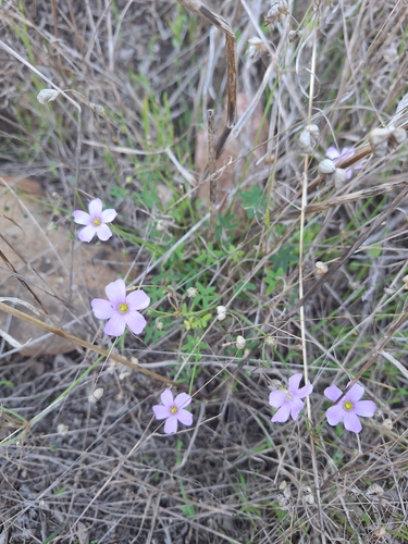 Image of Oxalis livida by (c) Adele SL, some rights reserved (CC BY)