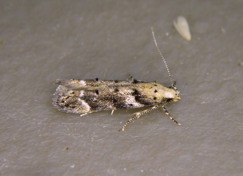 Orange Spruce Needleminer