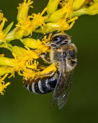 Colletes simulans armatus