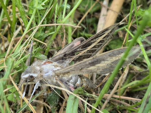 Hyles livornica