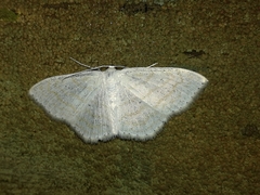 Scopula subpunctaria
