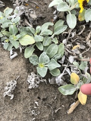 Helianthus niveus