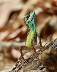 Otocryptis nigristigma