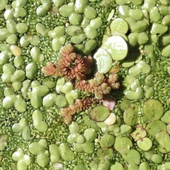 Azolla filiculoides