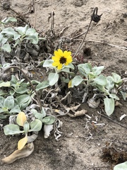 Helianthus niveus