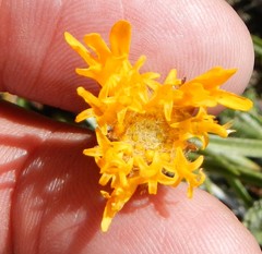 Raillardella scaposa