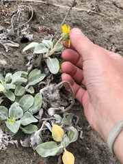 Helianthus niveus