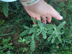 Solanum elaeagnifolium