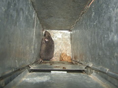 Peromyscus melanotis