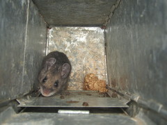 Peromyscus melanotis