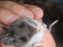 Peromyscus melanotis