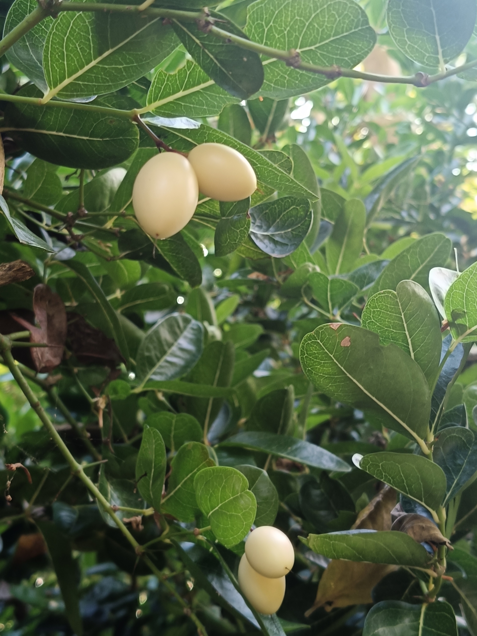 Imagem de Carambola-de-espinho
