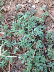 Portulaca oleracea