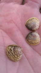 Laevicardium mortoni