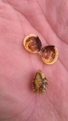 Laevicardium mortoni