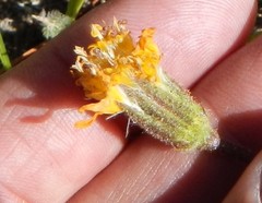 Raillardella scaposa