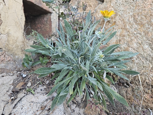 Gazania rigens