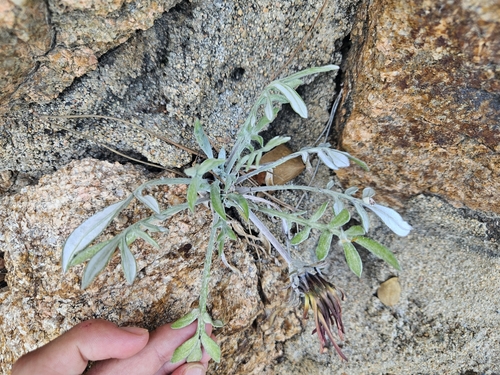 Gazania rigens