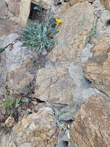 Gazania rigens
