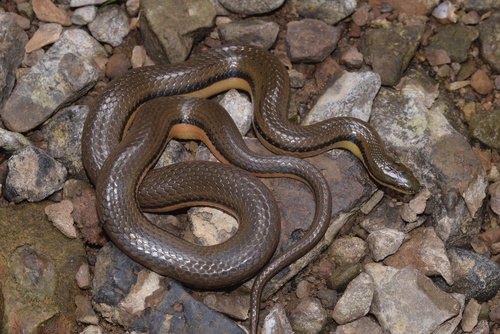 Bicoloured Stream Snake