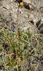 Raillardella scaposa