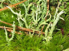 Cladonia scabriuscula